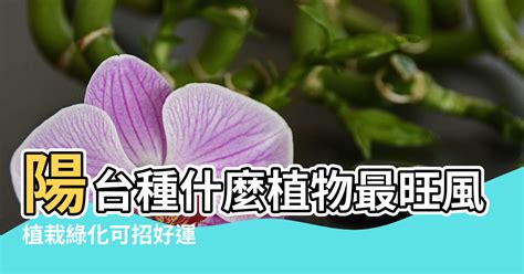 陽台植物風水|陽台種什麼植物最旺風水？答案都在這裡！